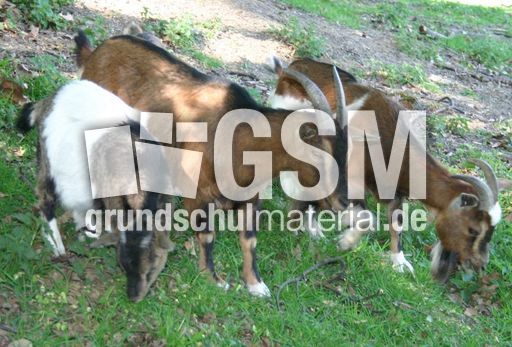Ziegen-A3.jpg
